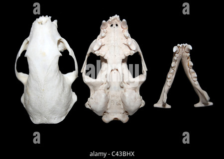 European Polecat Mustela putorius il cranio e la mandibola Foto Stock