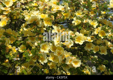 Rosa Canary Bird Foto Stock