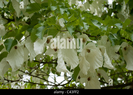 Struttura di un fazzoletto di fiori e brattee. Foto Stock