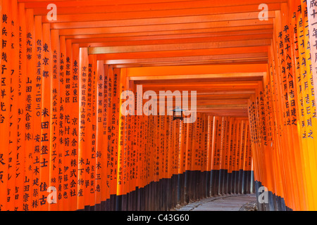 Asia, Giappone, Honshu, Kyoto Fushimi Inari, Fushimi Inari Shrine, Torii Gates, Torii Gate, Torii, tempio, templi, grafica Turi Foto Stock