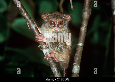 Tarsier spettrale (Tarsius spectrum: Tarsiidae) durante la notte nella foresta pluviale, Sulawesi. Foto Stock