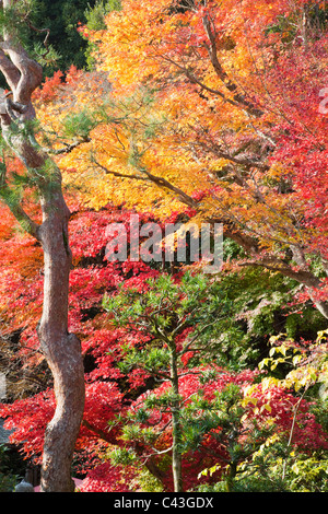 Asia, Giappone, Honshu, Kyoto Arashiyama, Nison-nel tempio, il tempio, templi, stagioni autunno cadono le foglie di autunno, i colori autunnali, Foto Stock