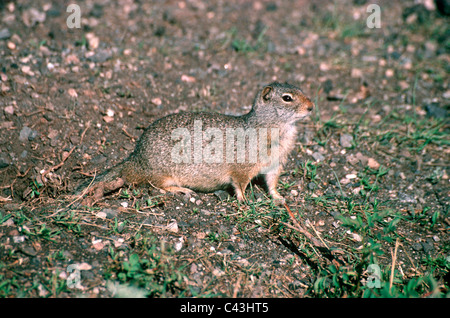 Uinta scoiattolo di terra (Citellus armatus: Sciuridae) fuori dalla sua tana, parco di Yellowstone, Wyoming USA Foto Stock
