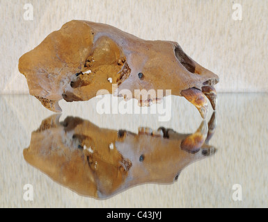 Cranio di una grotta orso bruno su una superficie liscia Foto Stock