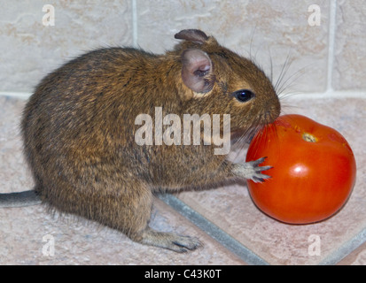 Degu (octodon degus) capretti alimentando il pomodoro Foto Stock