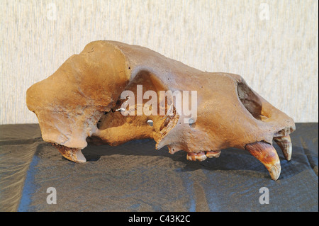 Cranio di una grotta orso bruno Foto Stock