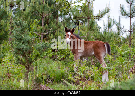 New Forest pony puledro, acri giù, Hampshire, Inghilterra, Regno Unito Foto Stock