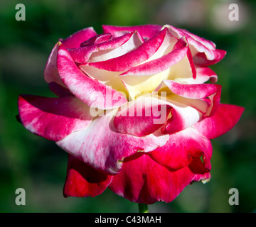 Rose doppio ibrido delight the. Foto Stock