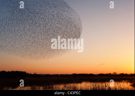 Grande Gregge di storni Sterna vulgaris prossimi a roost al tramonto Foto Stock