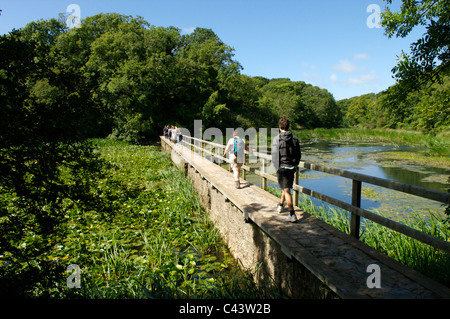 Bosherston stagni di fior di loto, Pembrokeshire, Galles Foto Stock