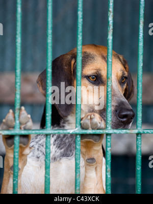 Hounds nel canile, South East UK. Foto Stock