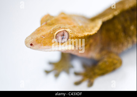 Un ritratto di un nuovo Caledonian Crested Gecko (Rhacodactylus ciliatus). Isolato su bianco. Foto Stock