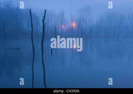 Oberriet, Svizzera, Europa, Canton San Gallo, Valle del Reno, stagno, alberi, gli alberi morti, legno, riflessione, alba, illuminatio Foto Stock