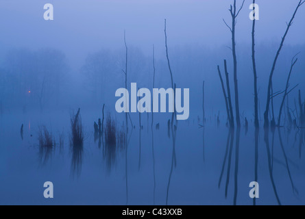 Oberriet, Svizzera, Europa, Canton San Gallo, Valle del Reno, stagno, alberi, gli alberi morti, legno, riflessione, lo spuntar del giorno Foto Stock