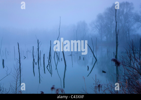 Oberriet, Svizzera, Europa, Canton San Gallo, Valle del Reno, stagno, alberi, gli alberi morti, legno, riflessione, lo spuntar del giorno Foto Stock