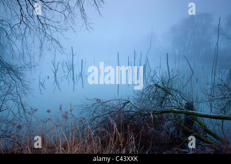 Oberriet, Svizzera, Europa, Canton San Gallo, Valle del Reno, stagno, alberi, gli alberi morti, legno, riflessione, lo spuntar del giorno Foto Stock