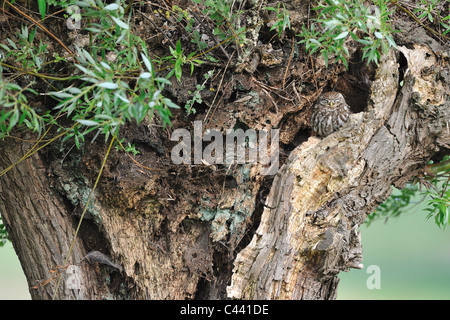 Civetta (Athene noctua) di appoggio in prossimità di un foro in un pollard willow a molla Foto Stock