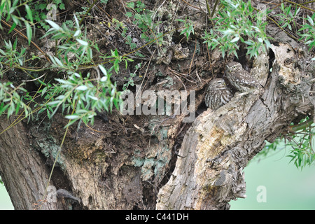 Civetta (Athene noctua) coppia in piedi vicino ad un foro in pollard willow a molla Foto Stock