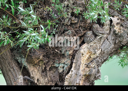 Civetta (Athene noctua) coppia in piedi vicino ad un foro in un pollard willow a molla Foto Stock