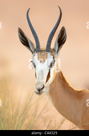 Springbok ritratto - Kgalagadi Parco transfrontaliero - South Afrika Foto Stock
