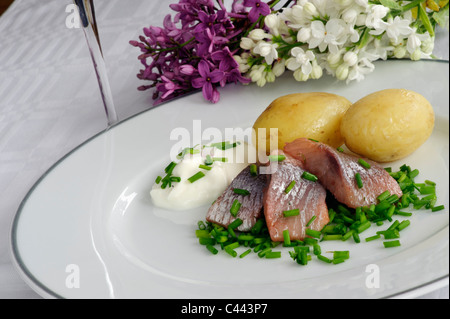 Aringhe in salamoia con patate e panna acida e erba cipollina tritata Foto Stock