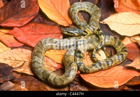 Amur Ratsnake, Elaphe schrencki anomola, Russia Foto Stock