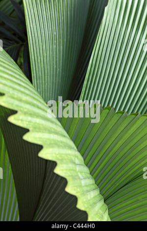 Tropical foglie di palmo Foto Stock