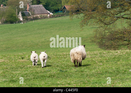 A ewe with twin lambs on farmland in Essex with a thatched cottage in the background. Foto Stock