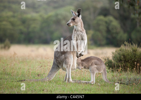 Un canguro con un bambino guardando nella sua custodia Foto Stock