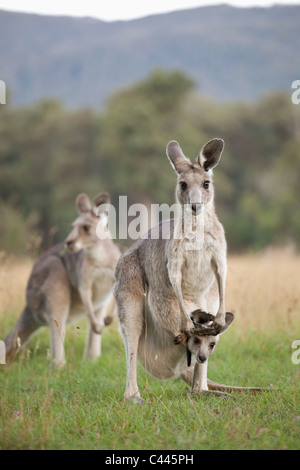 Tre i canguri in un campo Foto Stock