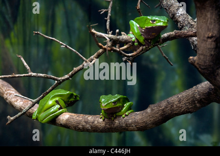 Gigante scimmia cerosa rana phyllomedusa sp., la rana verde, animale, tre, gruppo, ritratto, rami, zoo, Florida, Stati Uniti d'America, Nord Americ Foto Stock