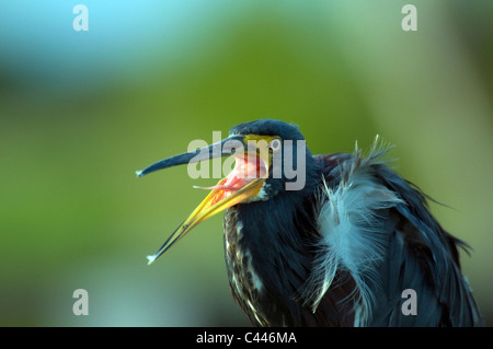 Airone tricolore, egretta tricolore, Wakodahatchee zone umide, Florida, Stati Uniti d'America, Nord America, bird, ritratto, verde, becco, Bill, aprire Foto Stock