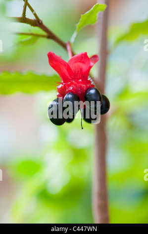 Ochna Serrulata. Birds Eye Bush o Mickey Mouse bush Foto Stock