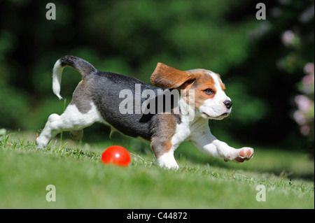 Beagle (Canis lupus familiaris), cucciolo in esecuzione con sfera rossa. Foto Stock