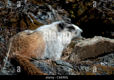 Annoso marmotta, il Parco Nazionale di Denali, Alaska, Nord America, animale, STATI UNITI D'AMERICA, marmotte Foto Stock