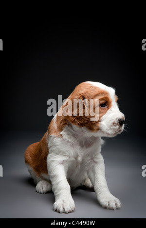 Welsh Springer Spaniel cuccioli. Foto Stock