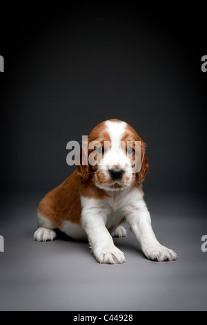 Welsh Springer Spaniel cuccioli. Foto Stock