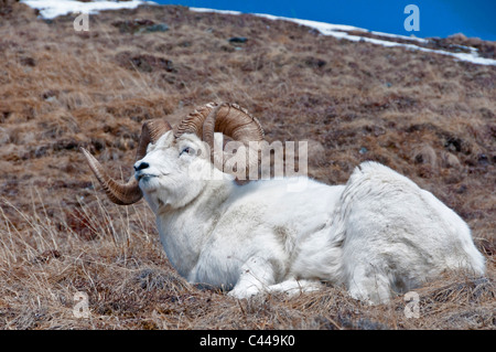 Dall pecore, ovis dalli, Denali National Park & Preserve, USA, America, Nord America possono, pecore, animali, ritratto, giacente Foto Stock