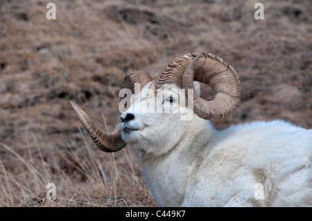 Dall pecore, ovis dalli, Denali National Park & Preserve, USA, America, Nord America possono, pecore, animali, ritratto, giacente Foto Stock