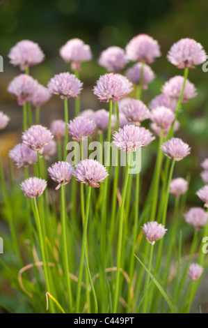 Allium schoenoprasum fioritura di erba cipollina Foto Stock