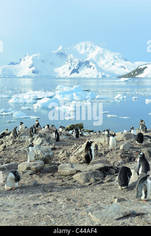 I pinguini Gentoo in Paradise Bay, l'Antartide. Foto Stock