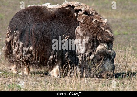 Musk ox, ovibos moschatos, Yukon preservare la fauna selvatica, Canada, America del Nord, animale, uno, mangiare Foto Stock