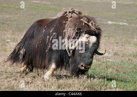 Musk ox, ovibos moschatos, Yukon preservare la fauna selvatica, Canada, America del Nord, animale, uno, ritratto Foto Stock