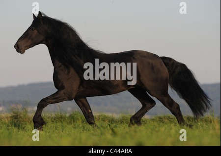 Il frisone Cavallo (Equus caballus ferus). Stallone trotto su un prato. Foto Stock