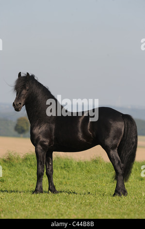 Il frisone Cavallo (Equus caballus ferus). Stallone in piedi su un prato. Foto Stock