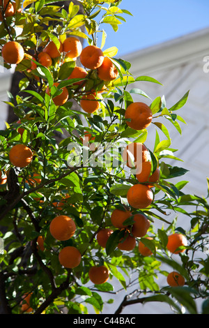 Tangerini appeso da albero sulla giornata di sole Foto Stock