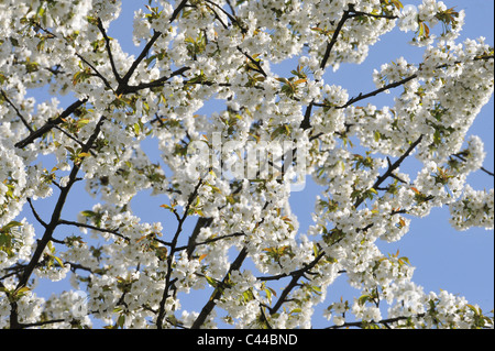 Albero, fioriture, fiorisce, alberi da frutto, bianco, ciliegio blossoms, Prunus avium Foto Stock