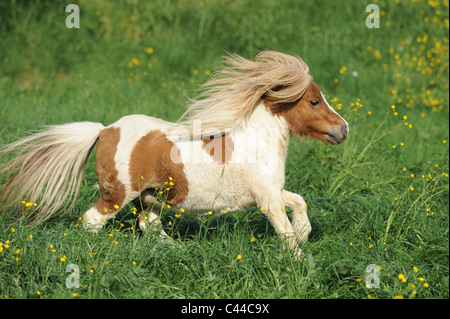 Miniatura pony Shetland (Equus caballus ferus). Pinto stallone al galoppo su un prato. Foto Stock