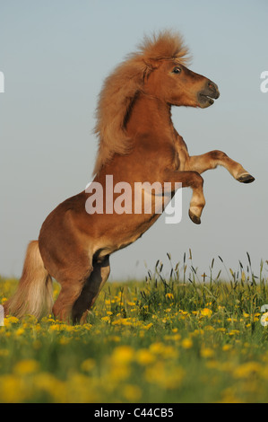 Miniatura pony Shetland (Equus caballus ferus). Chestnut stallone allevamento su un prato. Foto Stock