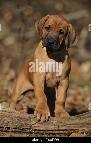 Ridgeback rhodesiano (Canis lupus familiaris). Puppy in piedi. Foto Stock